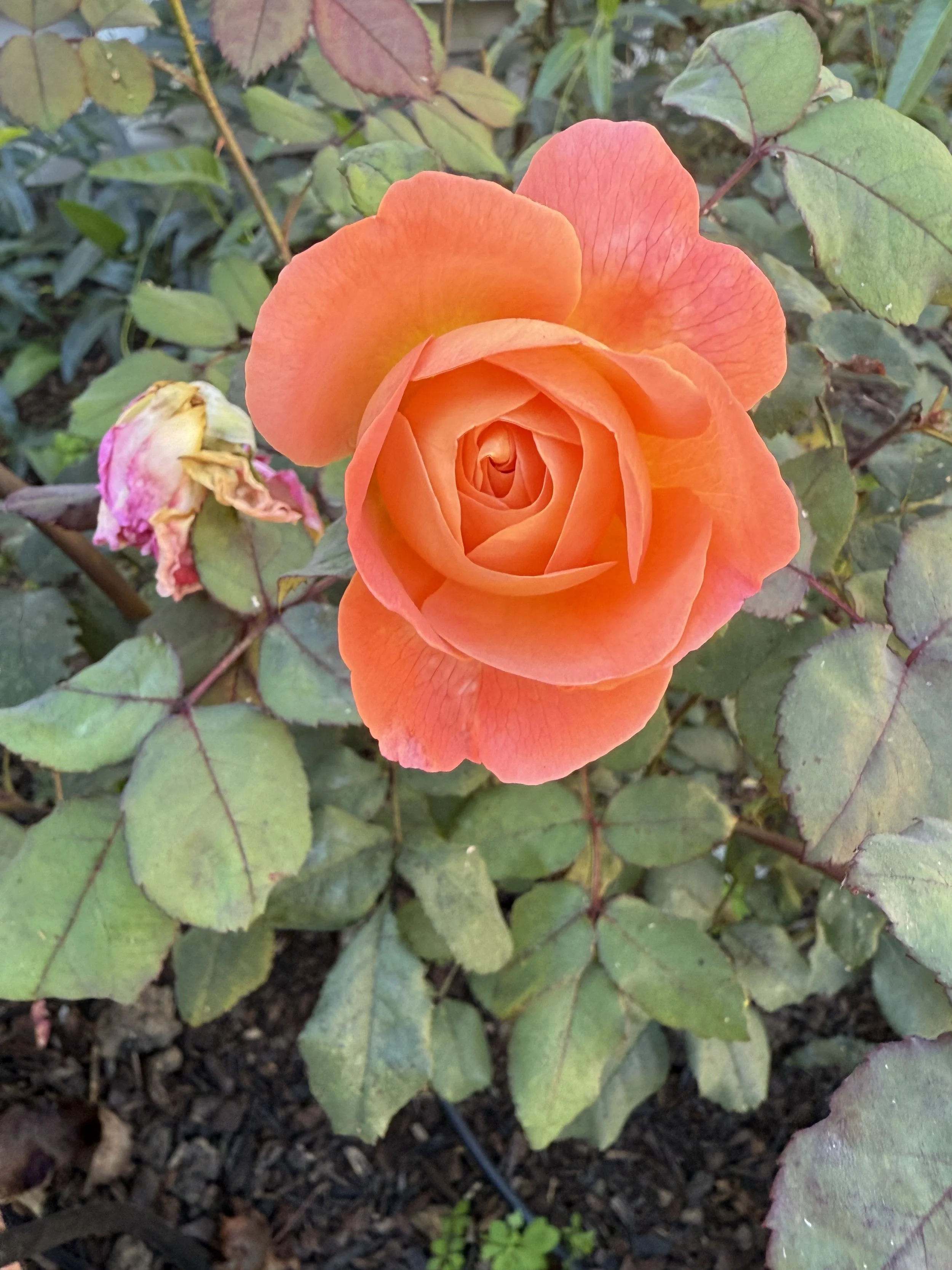 IMG_1613.jpeg