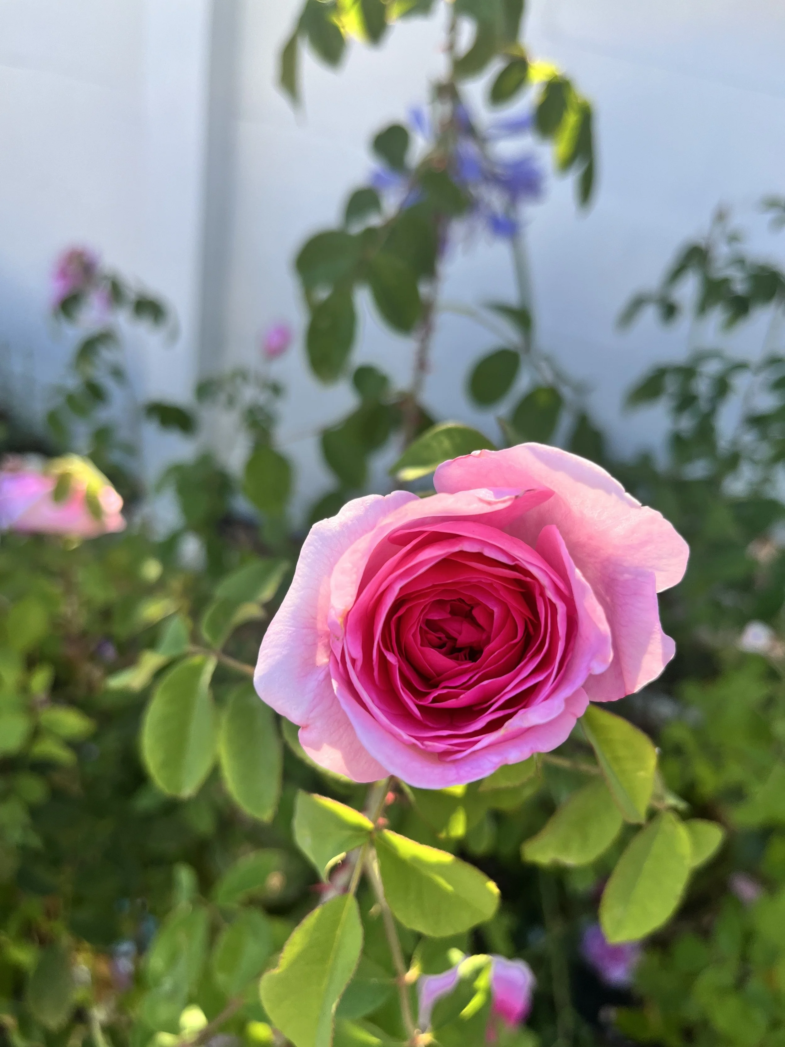 IMG_0148.jpeg
