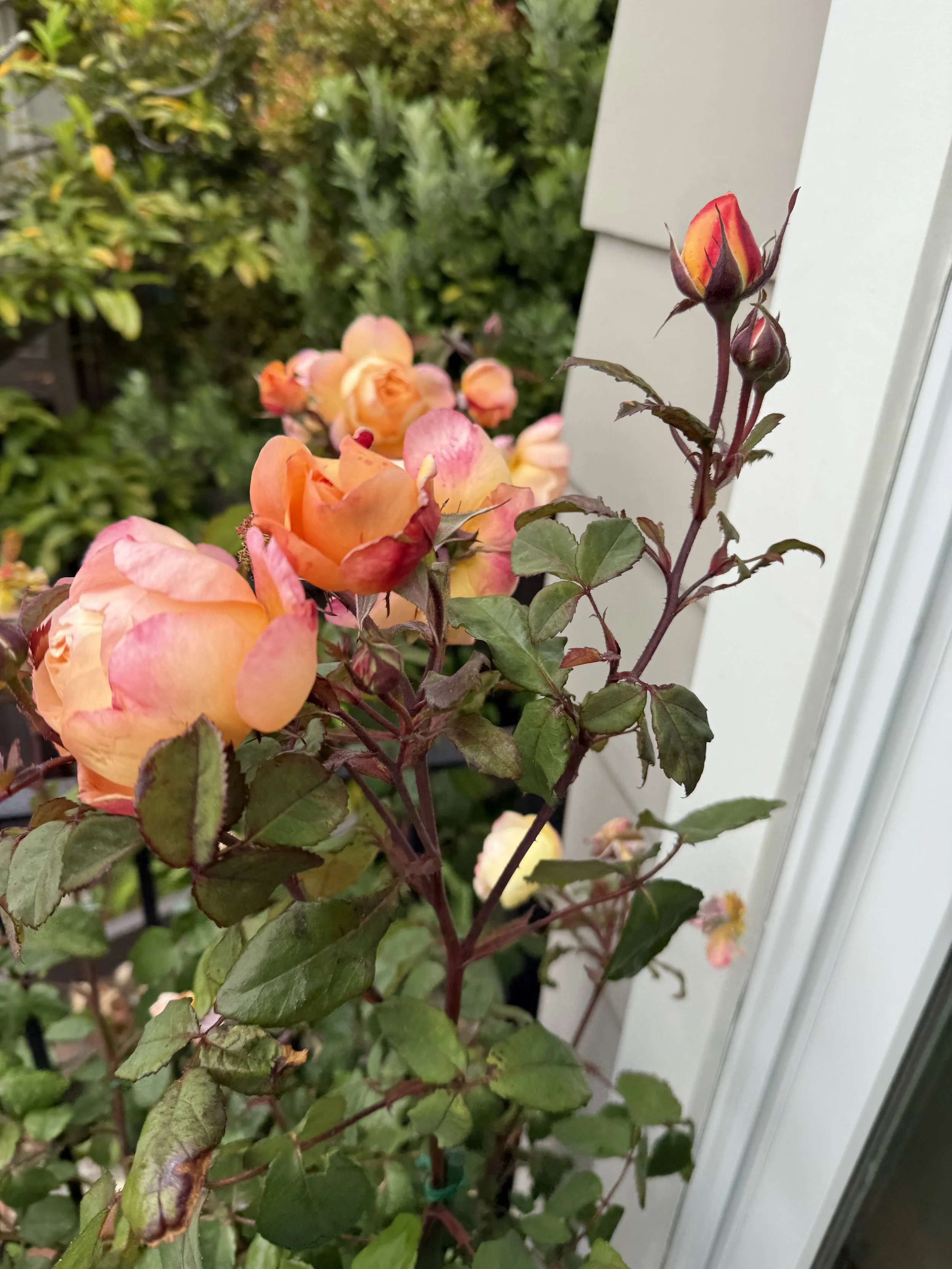 IMG_3590.jpeg