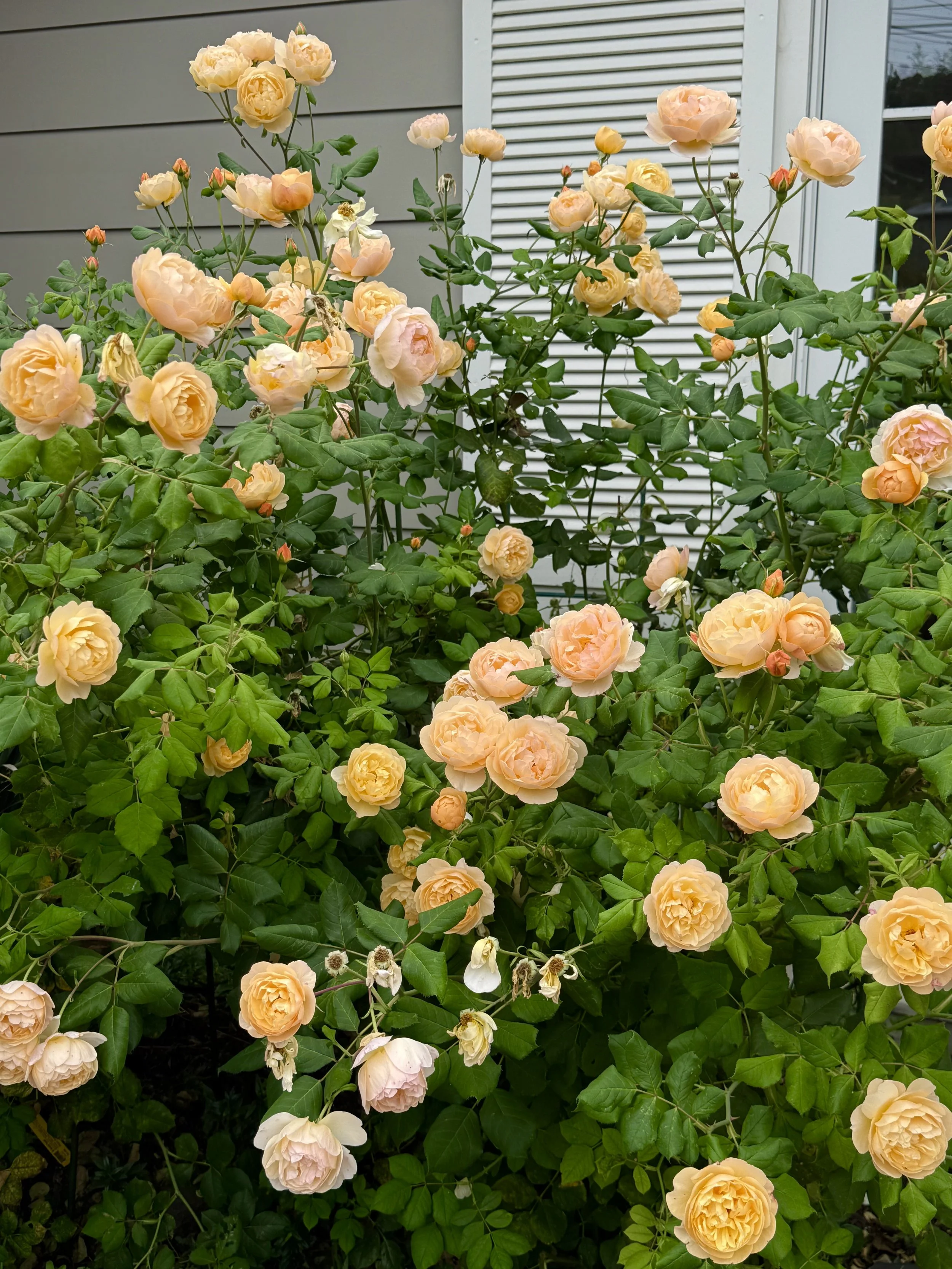 IMG_6216.jpeg