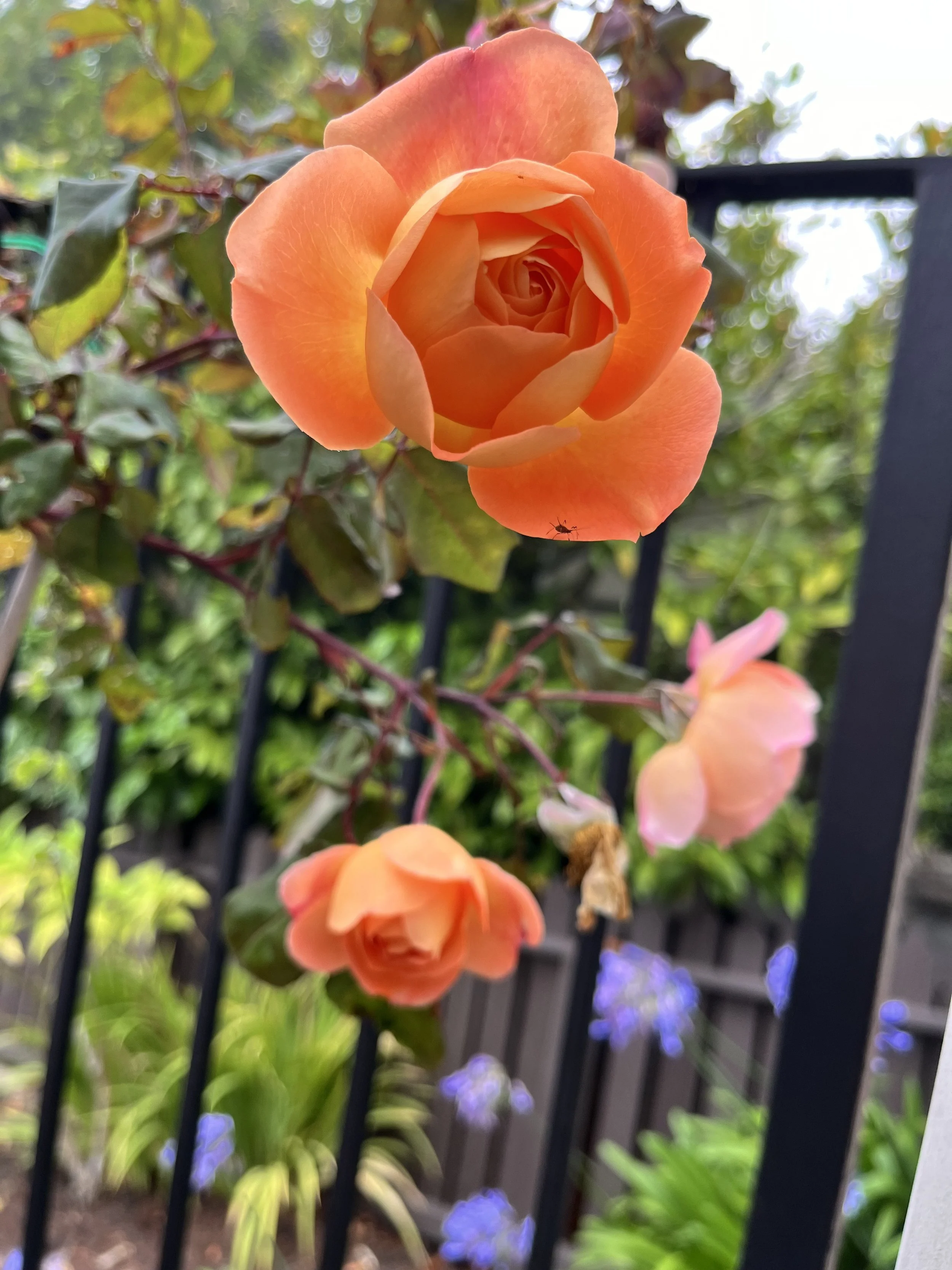 IMG_9407.jpeg