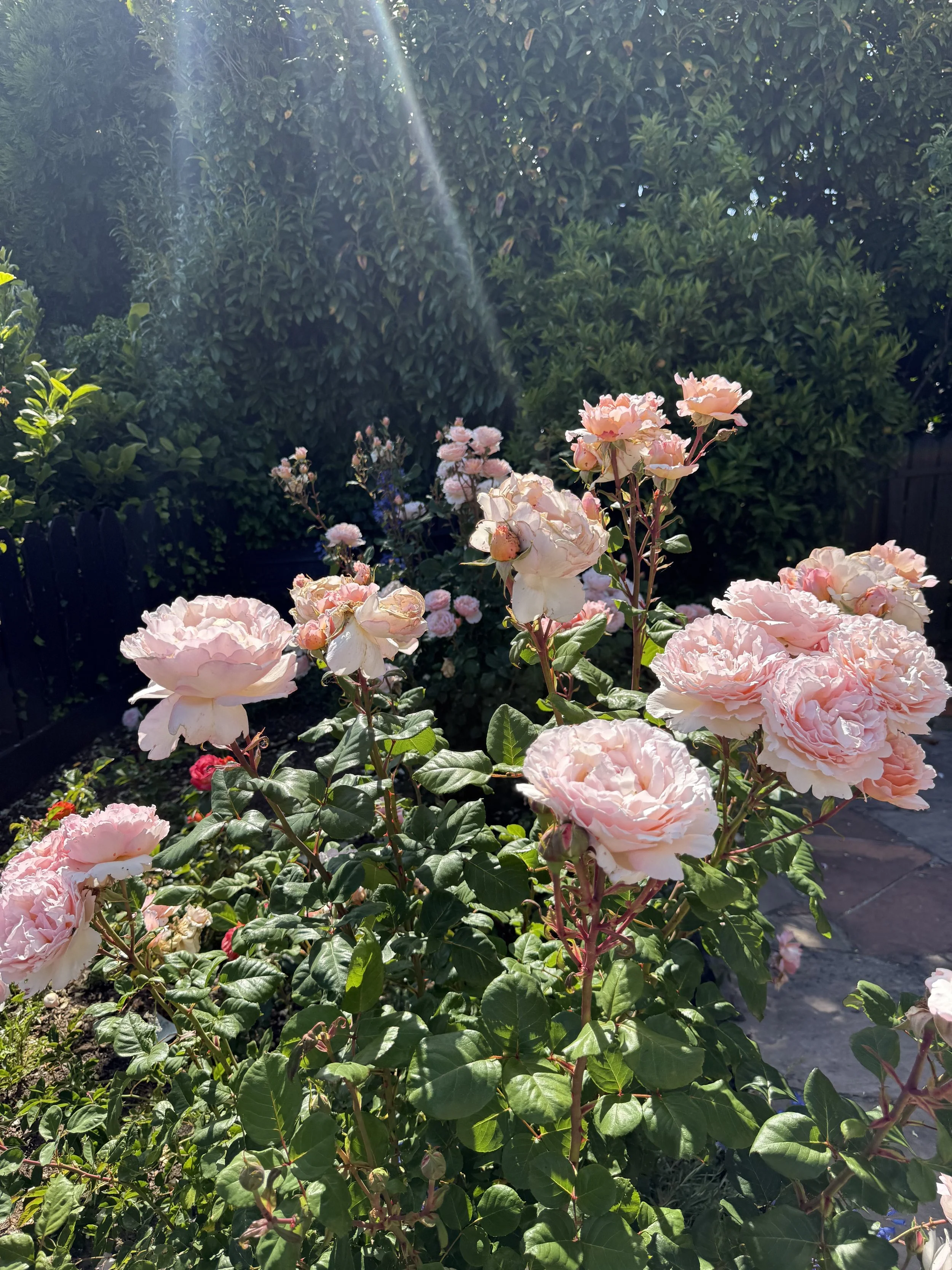 IMG_4562.jpeg