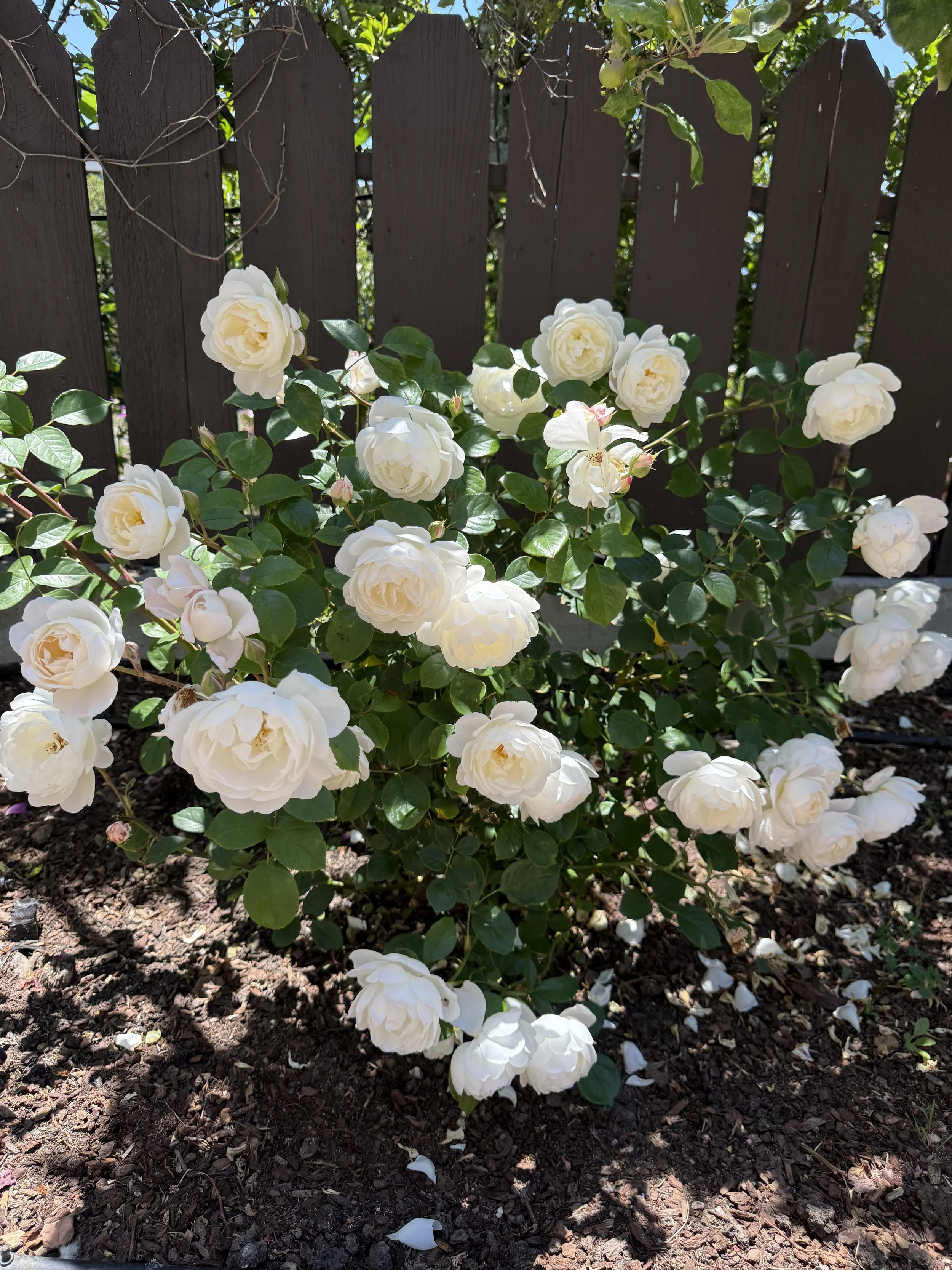 IMG_4913.jpeg