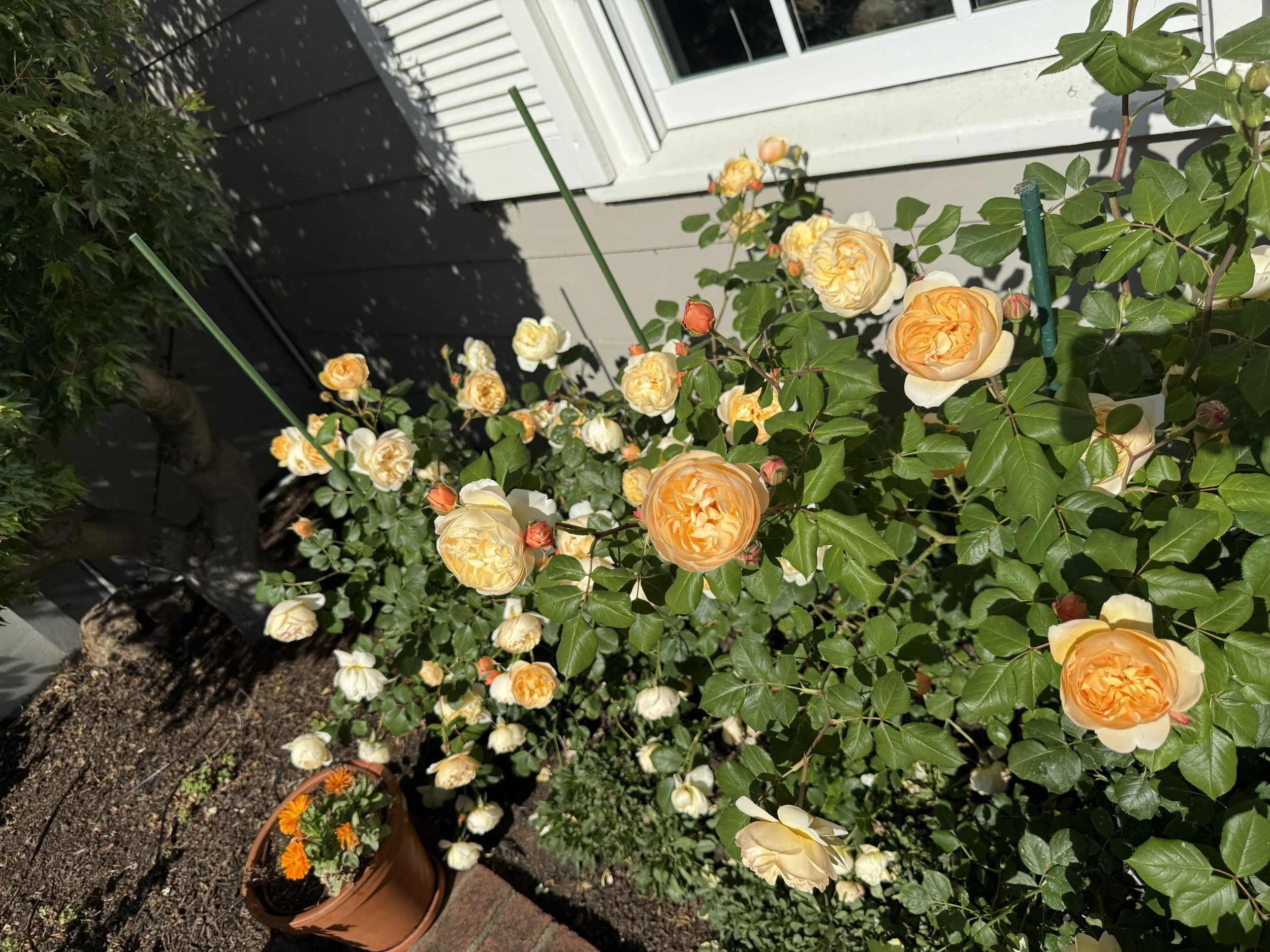 IMG_4190.jpeg
