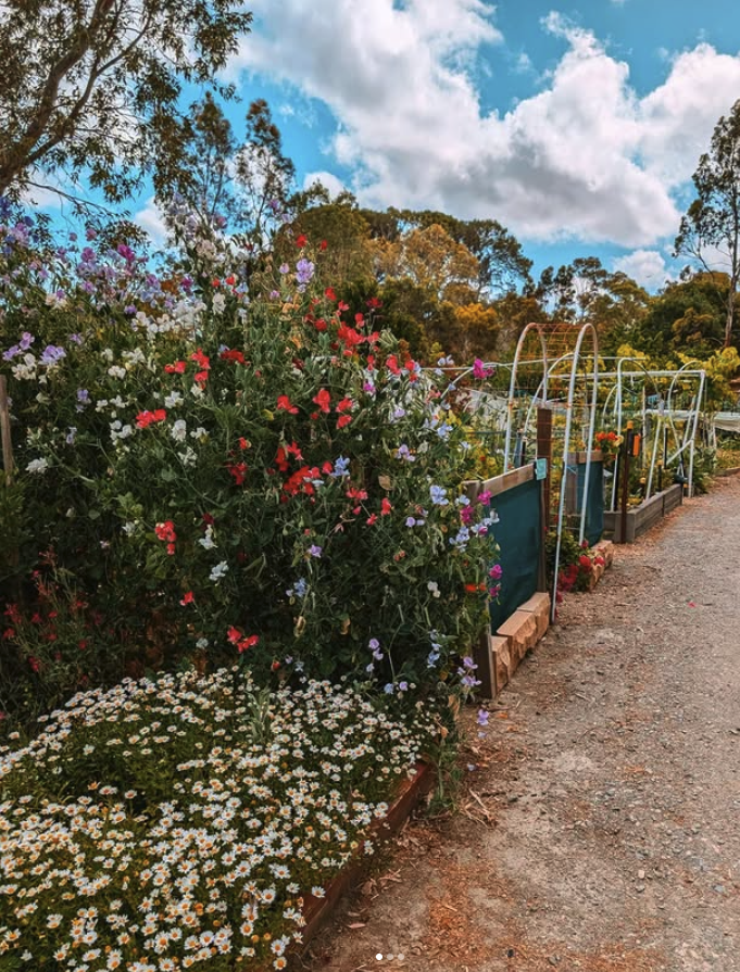A garden with colorful flowers and plants along a gravel pathway, with a trellis or greenhouse structure in the background under a partly cloudy sky.