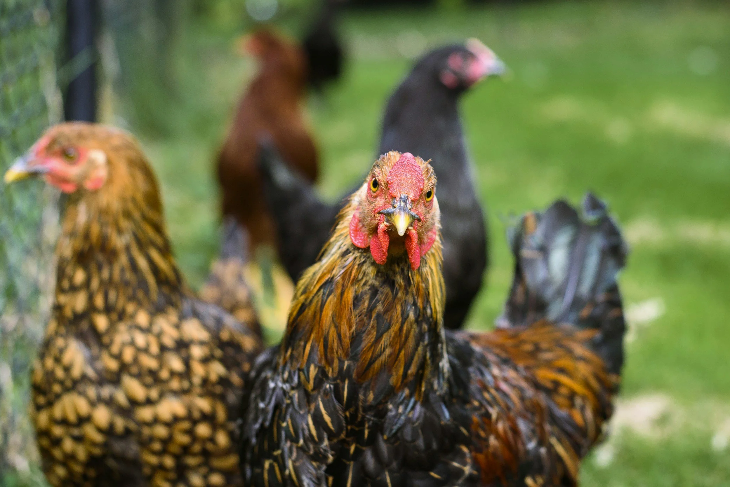 A group of chickens, including one rooster in the foreground with red comb and wattles, black and brown feathers, and a yellow beak, standing on green grass.