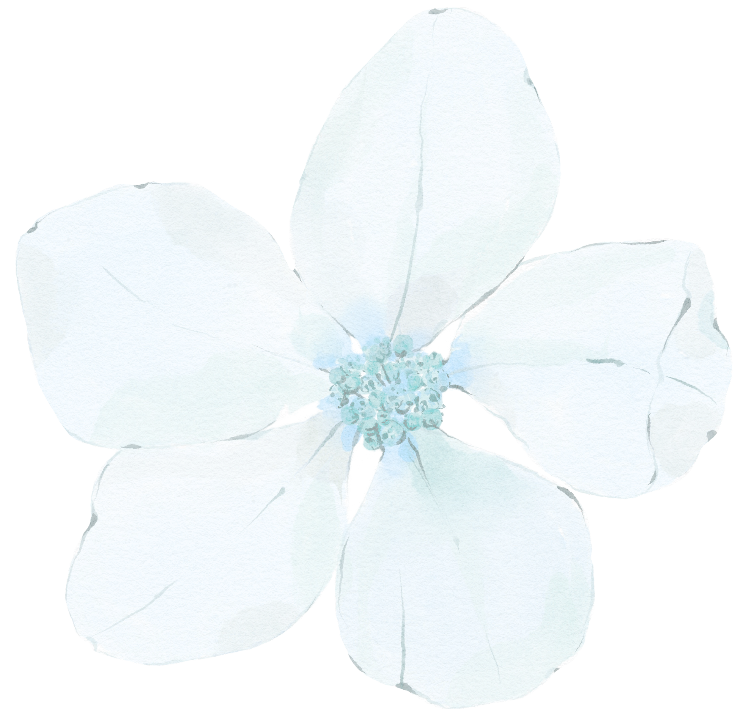 A watercolor illustration of a white flower with five petals and a cluster of small blue-green stamens at the center.