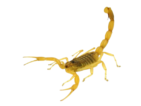 Scorpion
