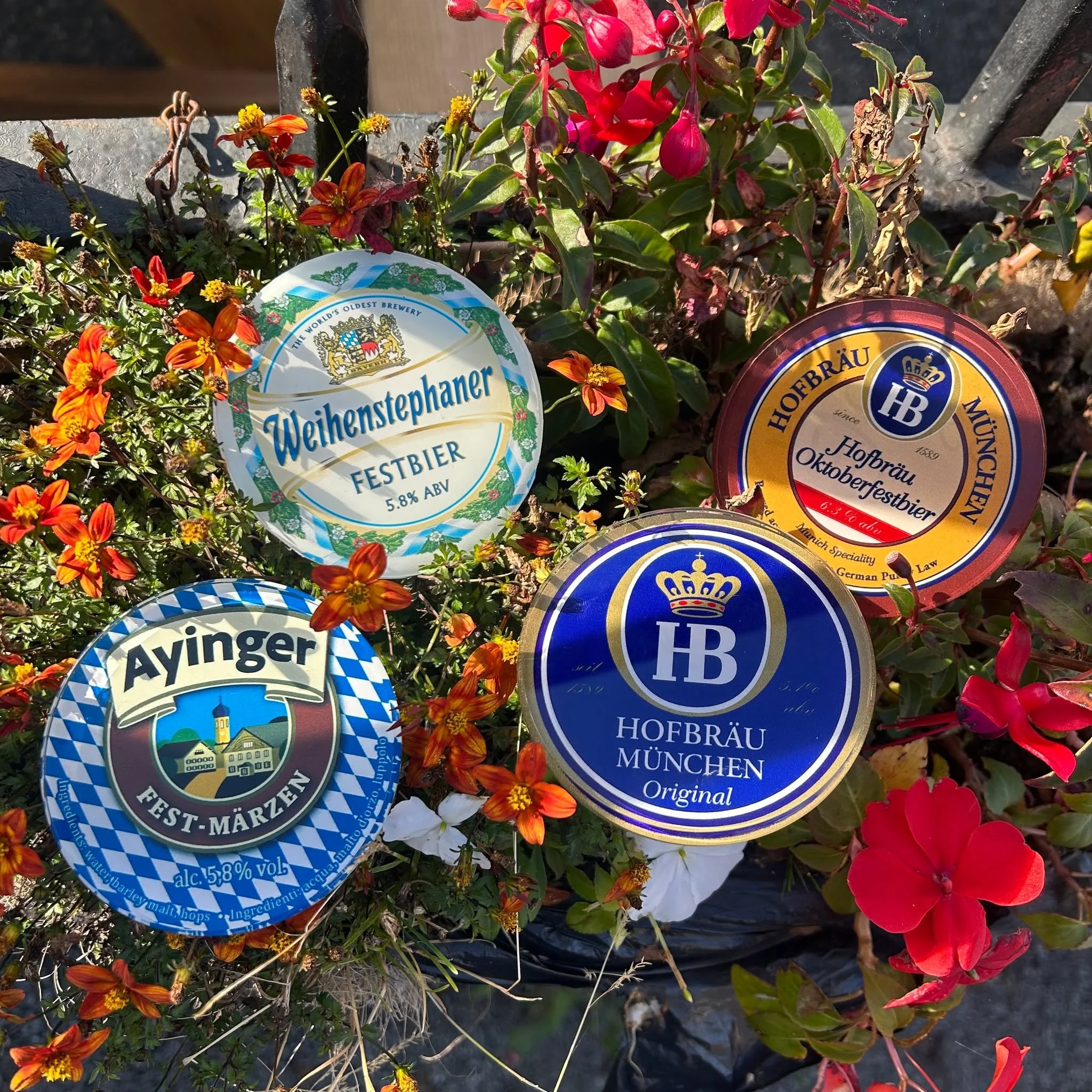 Oktoberfest is tomorrow and these are the festbeirs we&rsquo;ll have on! 

Ayinger Oktober Fest M&auml;rzen has a deep golden colour tinted with amber. It is lightly sweet with a malty nose balanced with floral hops. It's medium to big body and alcoh