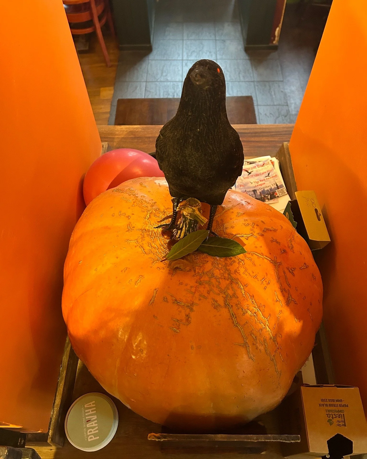 Have you guessed the weight of @heeleycityfarm&rsquo;s humongous pumpkin yet? You&rsquo;ll get a sponsor for a pig at Heeley City Farm and 8 pints of your choice on us if you guess correctly! It&rsquo;s only &pound;1 to enter and all the proceeds go 