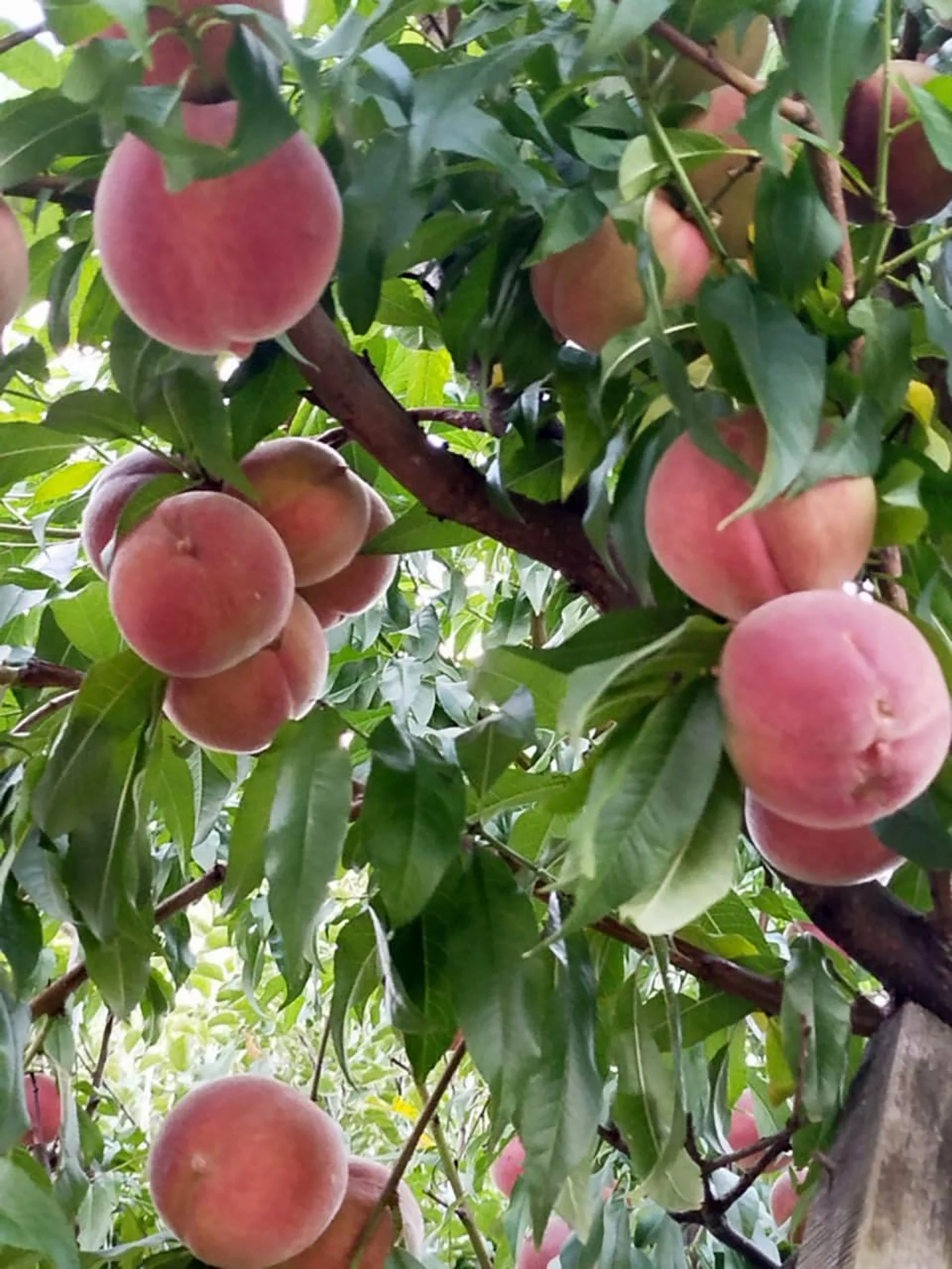  Peaches growing in my parents garden. 