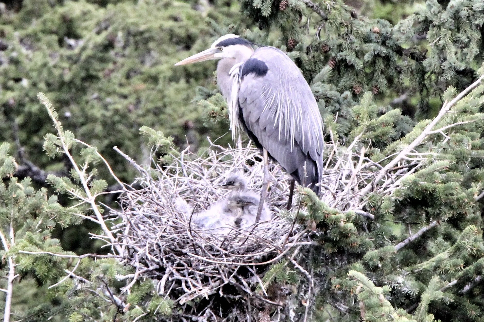 Chicks in mid-June 2020 - contributor