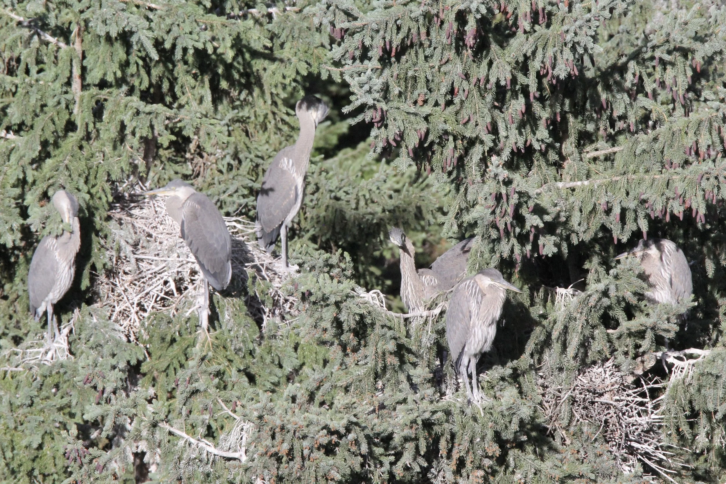 Waiting for their next meal - contributor