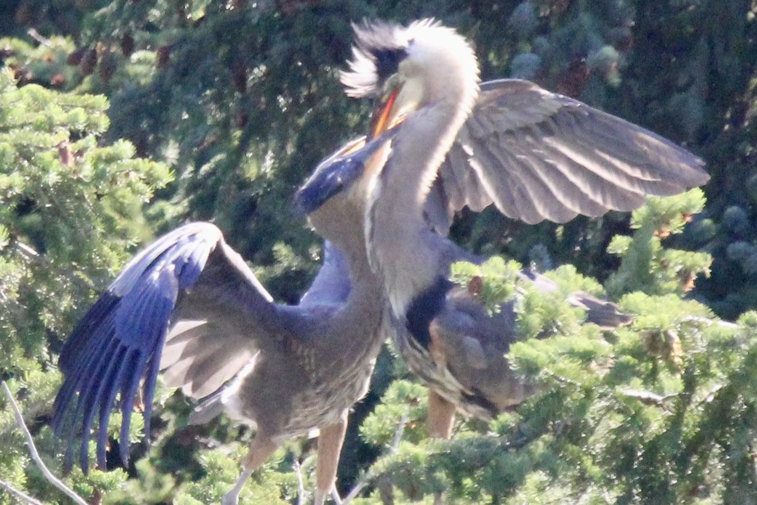 The feeding wrestling match - contributor
