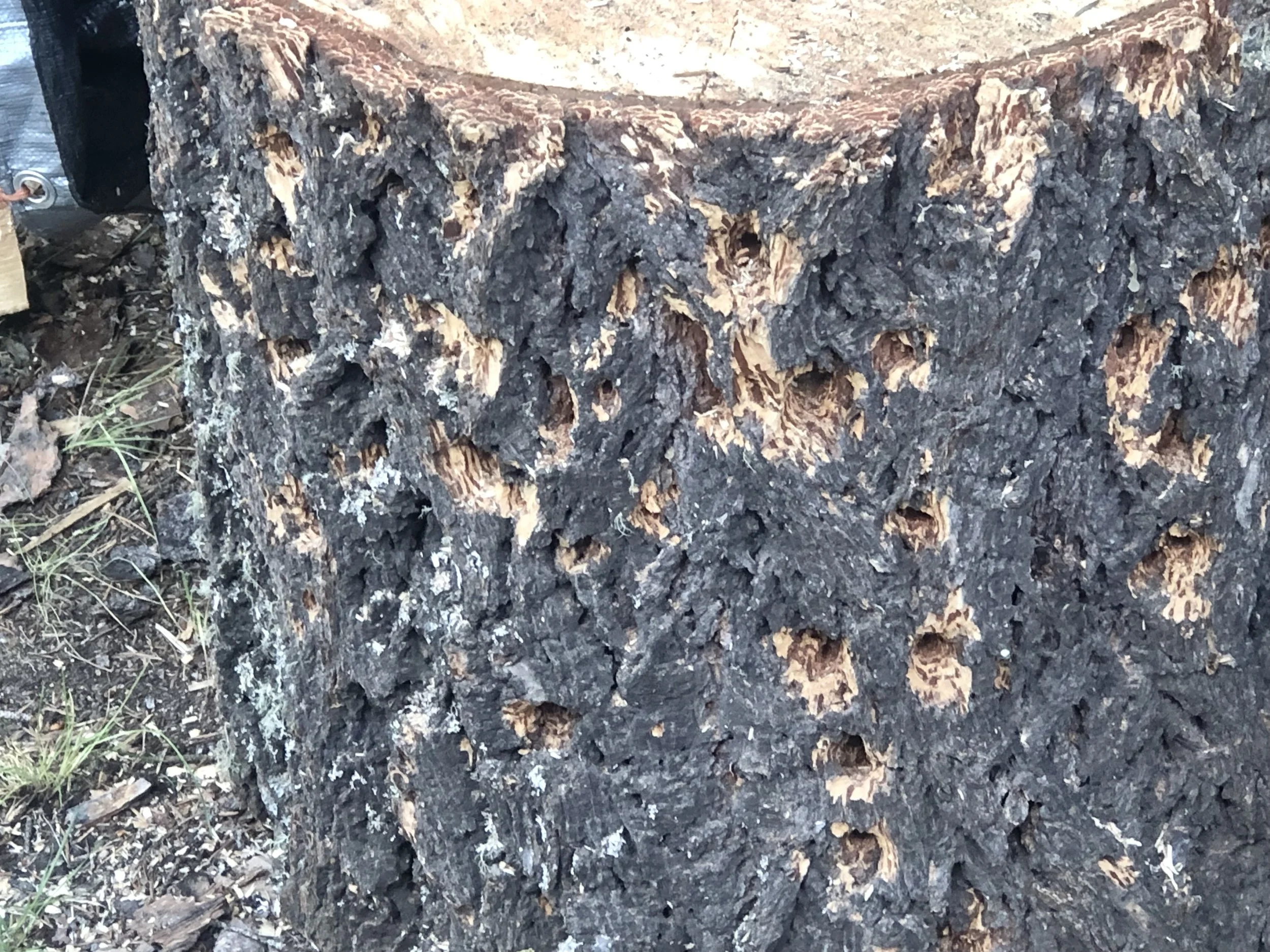 Evidence of pileated Woodpeckers in the area