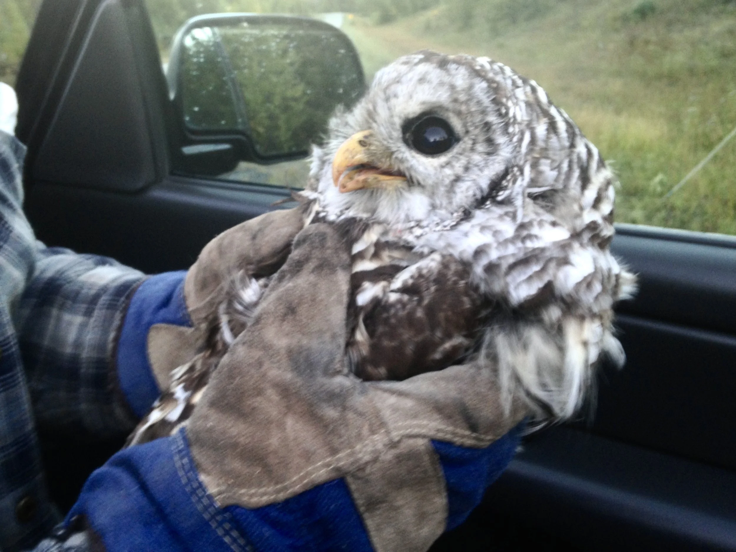 A confused Barred owl about to be freed