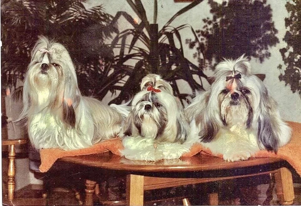 Long coated groundhog