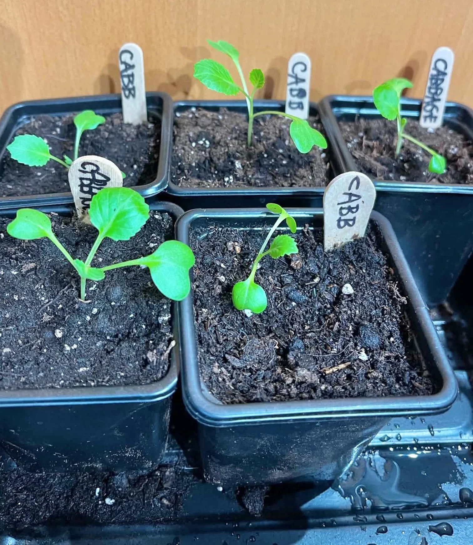  My friend Terra’s cabbage seedlings 