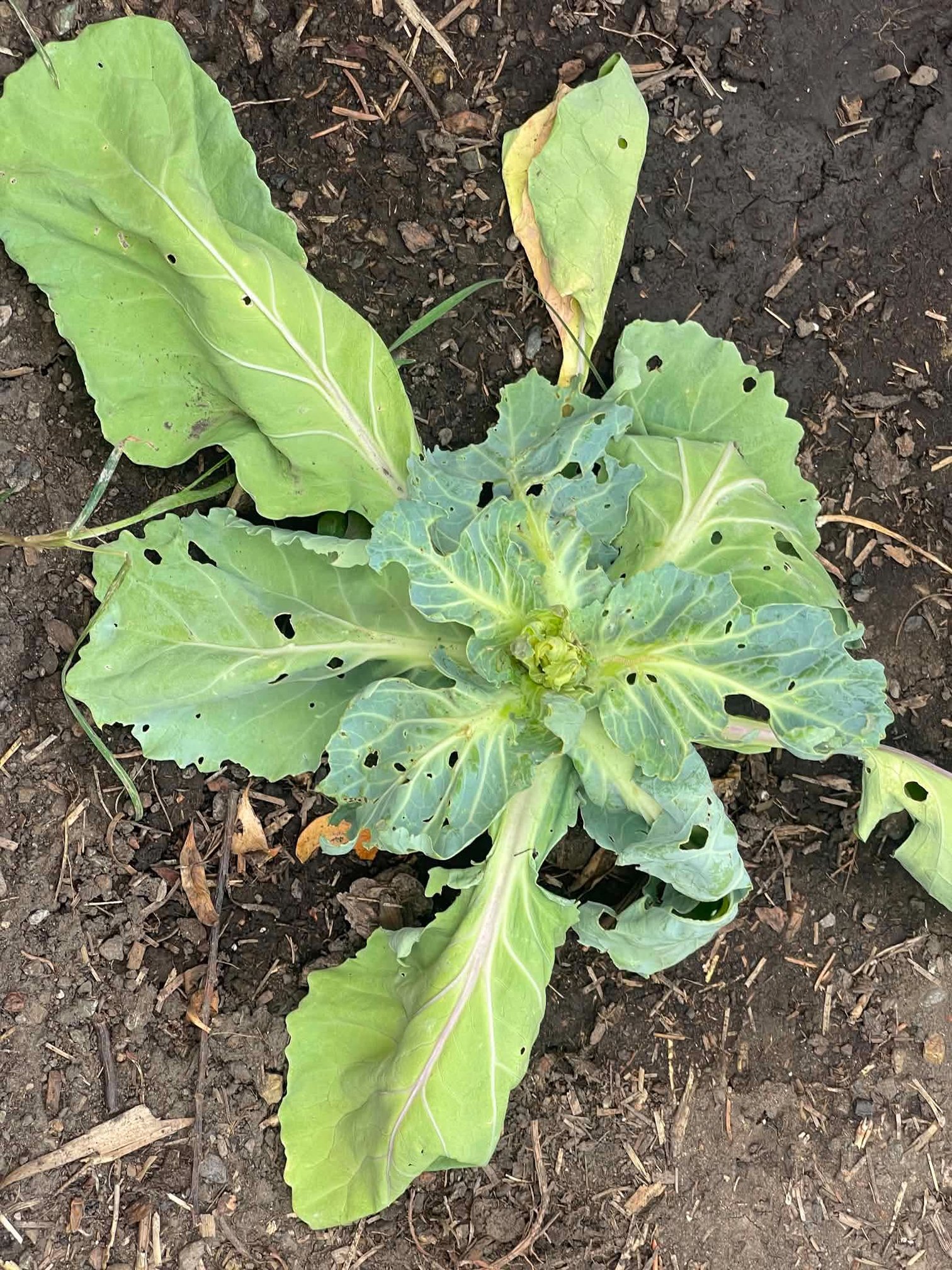  &nbsp;Terra’s cabbage moth damage 