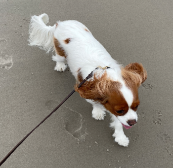 A dog on a leash walking on the wet sand at a beach, near the ocean waves.