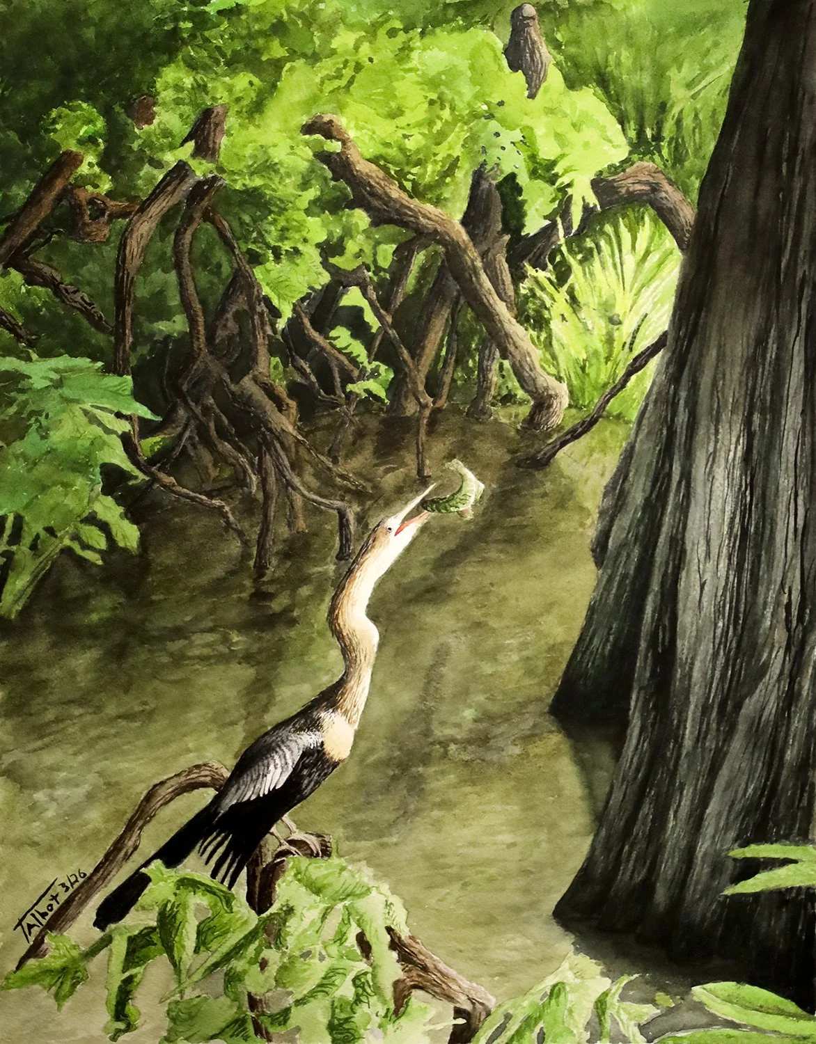 Anhinga Fishing, Cat Island
