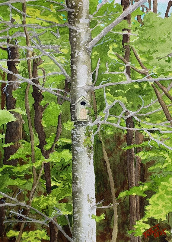 Birdhouse on Birch - Spring