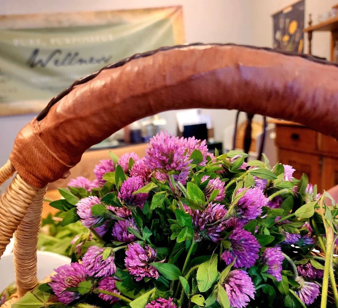 ESSENTIAL HERBALISM FOUNDATIONS & HERBAL MEDICINE MAKING CIRCLES