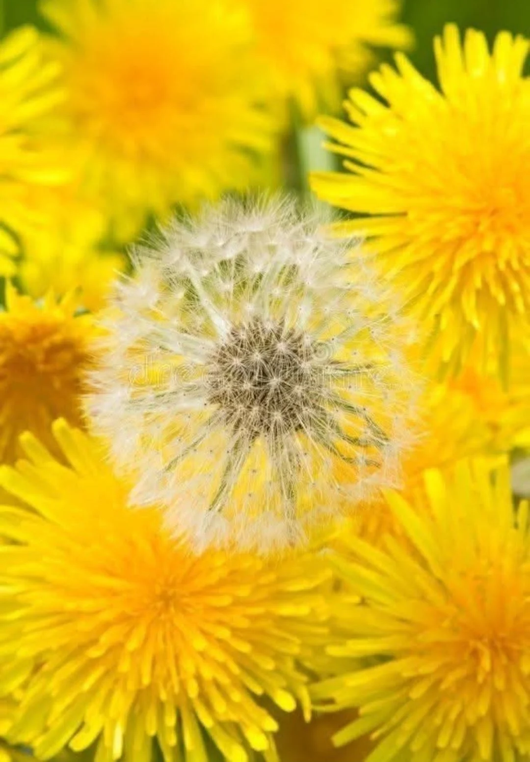 From Yard to Jar: Dandelion Medicine Made Simple 