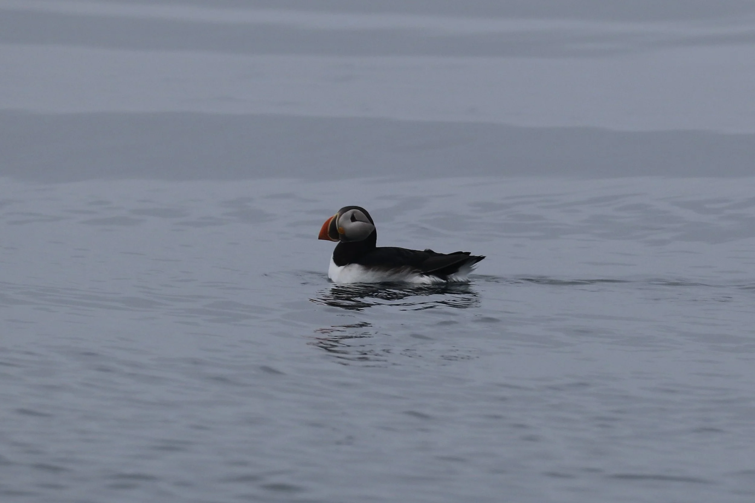 More puffins.