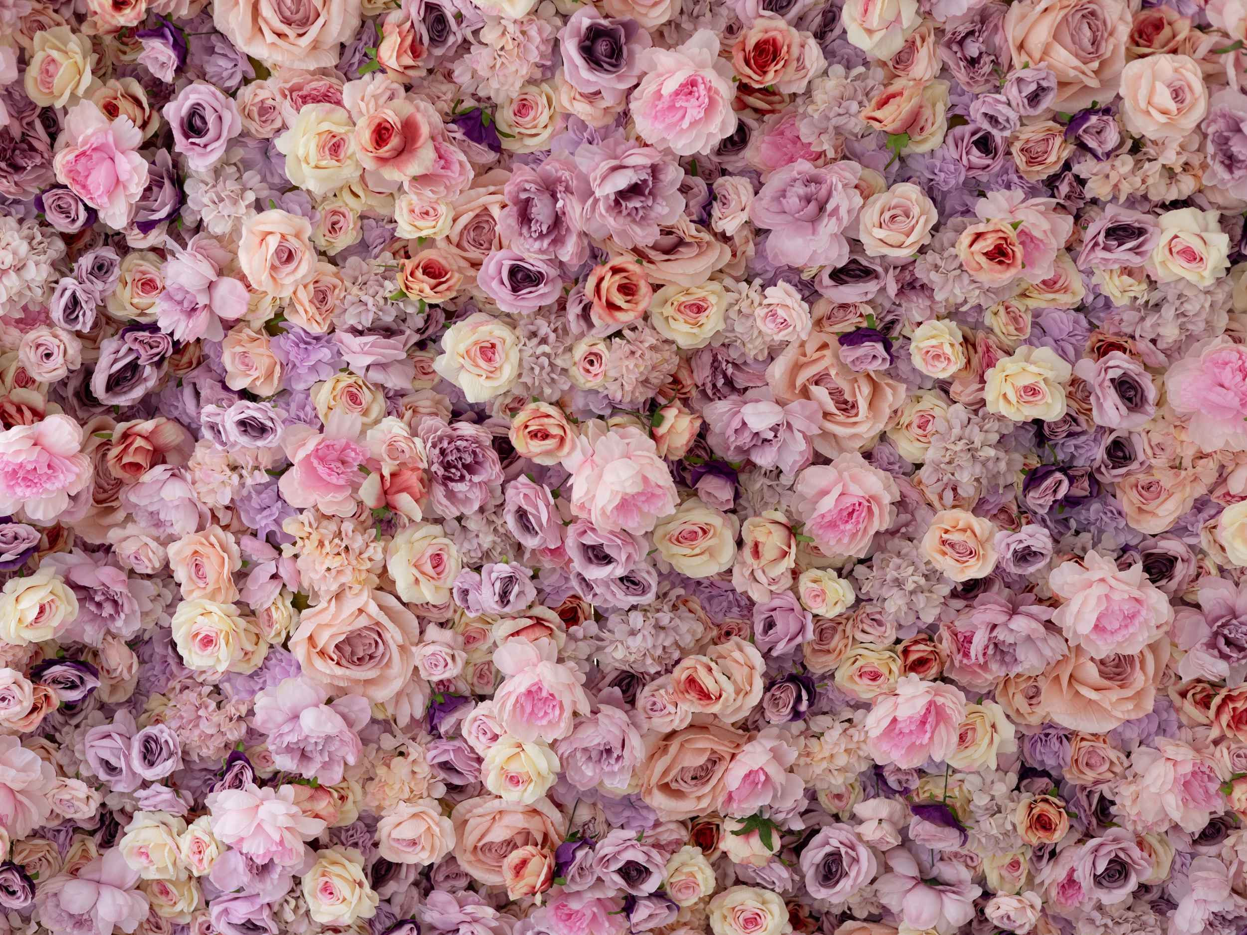 Flowerwalls in New Brunswick