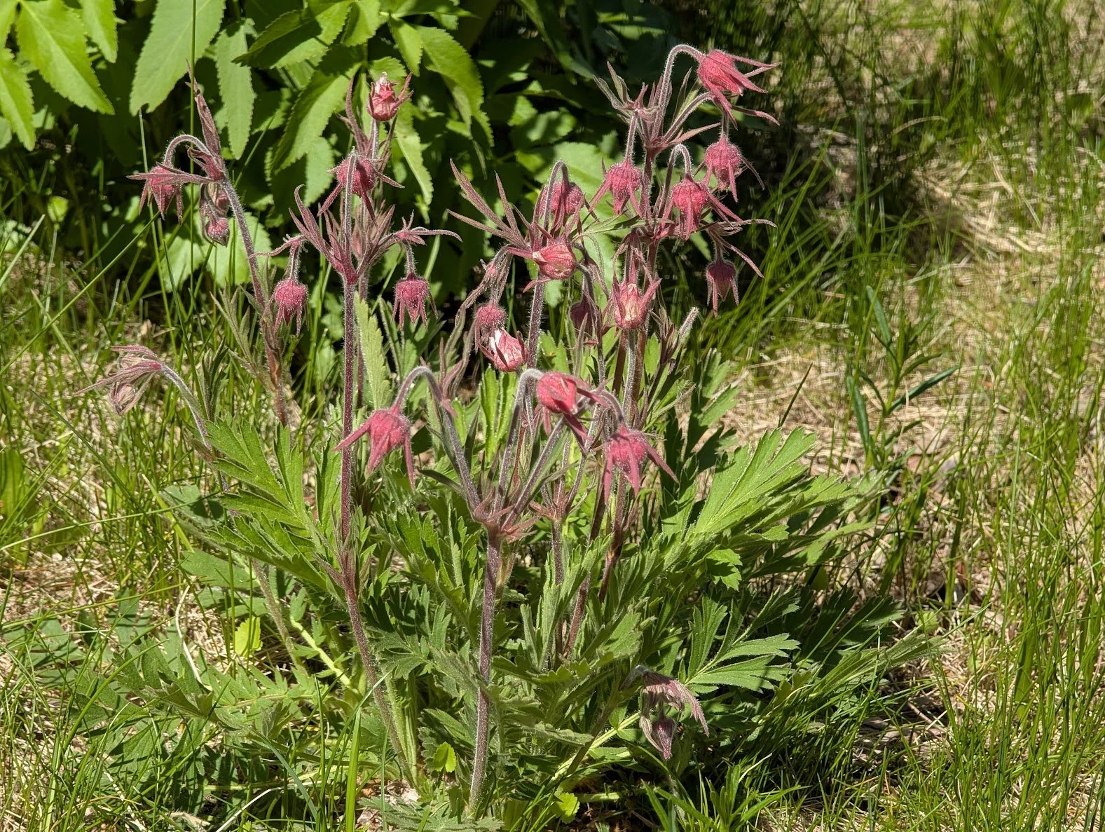Prairie Smoke.jpg
