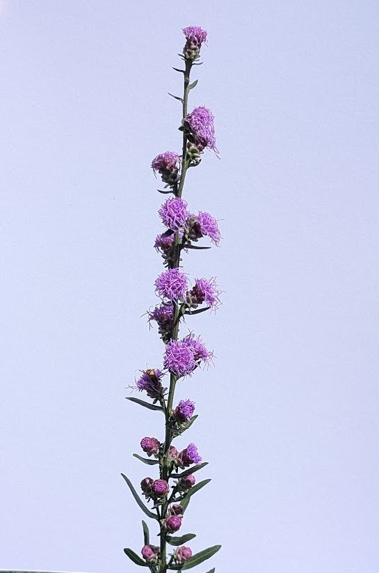 Rough Blazing Star 2.jpg