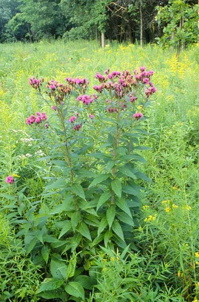 Vernonia fasciculata.jpg