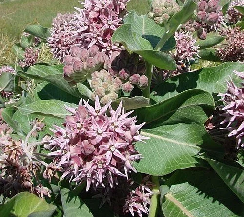 Asclepias speciosa.jpg