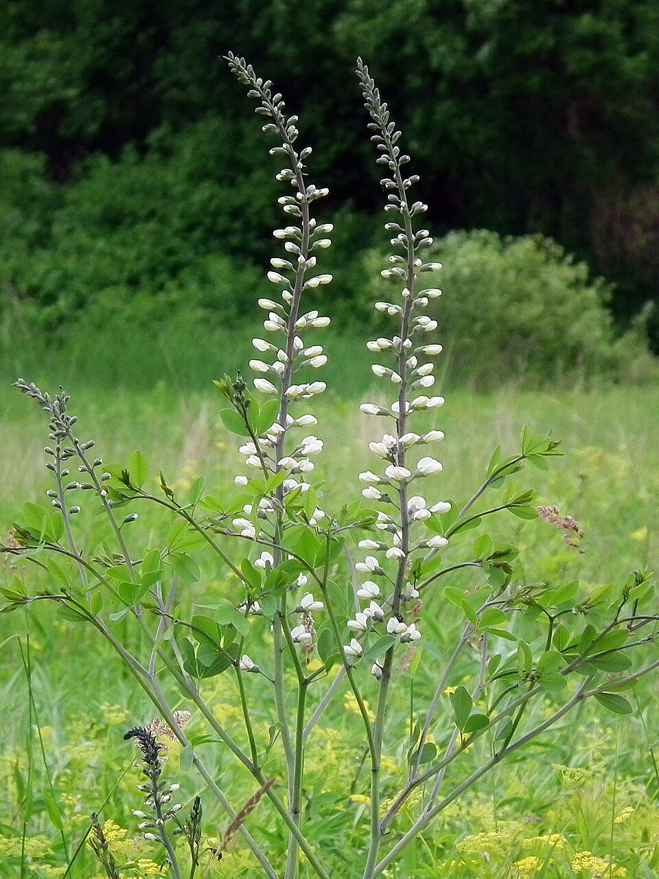 Baptisia alba.jpg