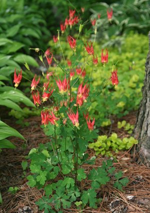 Aquilegia canadensis.jpg