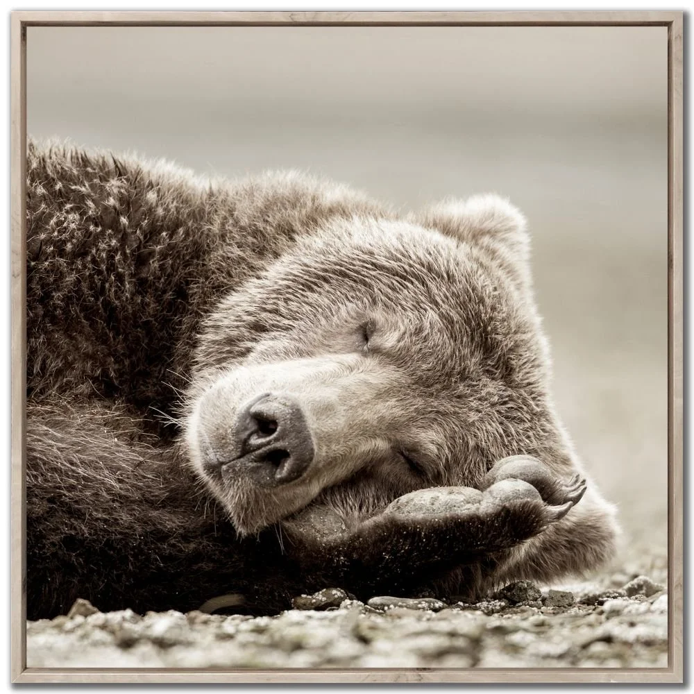 Sleeping Bear Framed Canvas