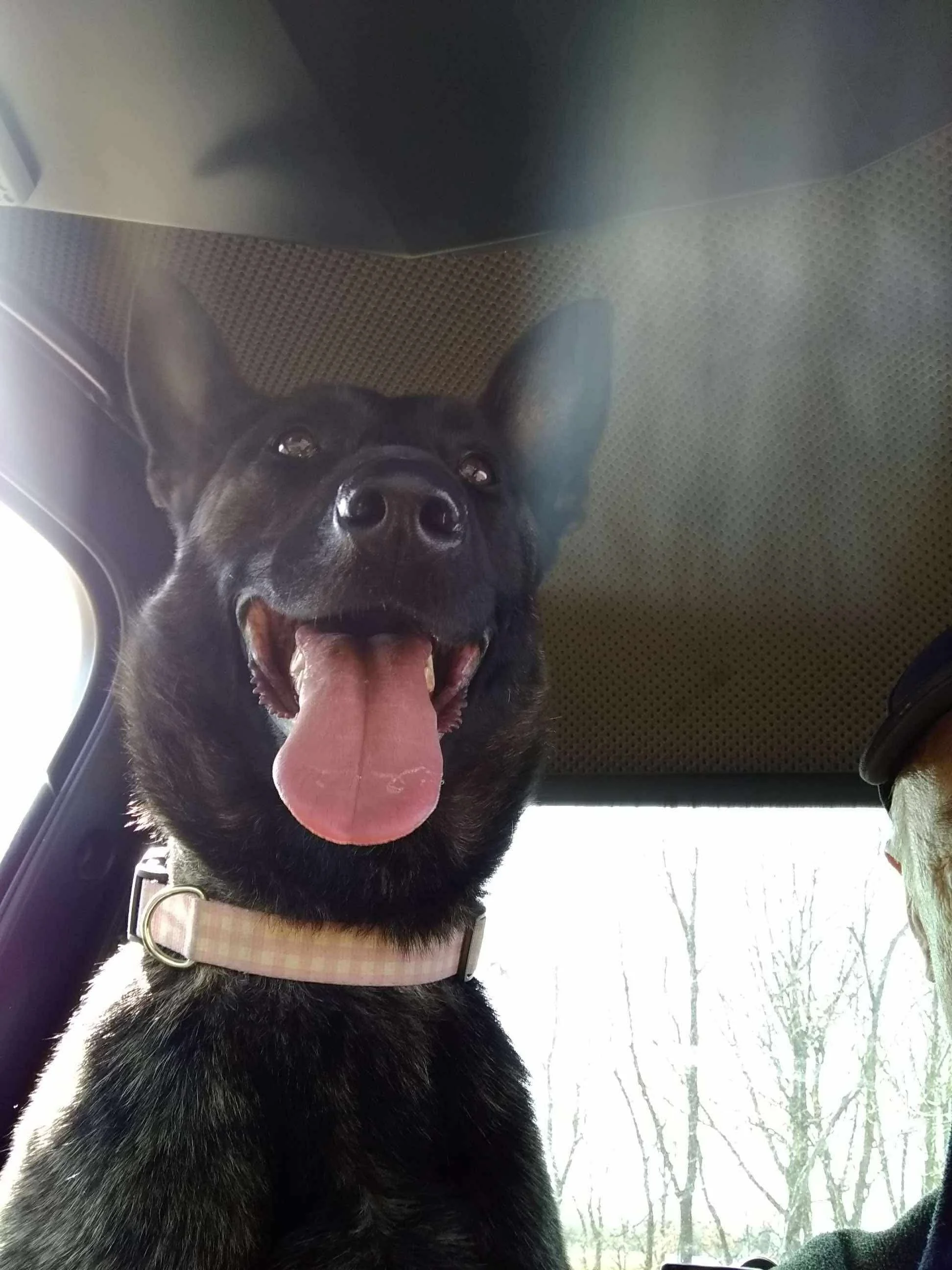 A black dog with pointy ears and a pink checkered collar sitting inside a vehicle, smiling with its tongue out, with a foggy outdoor scene visible through the window.