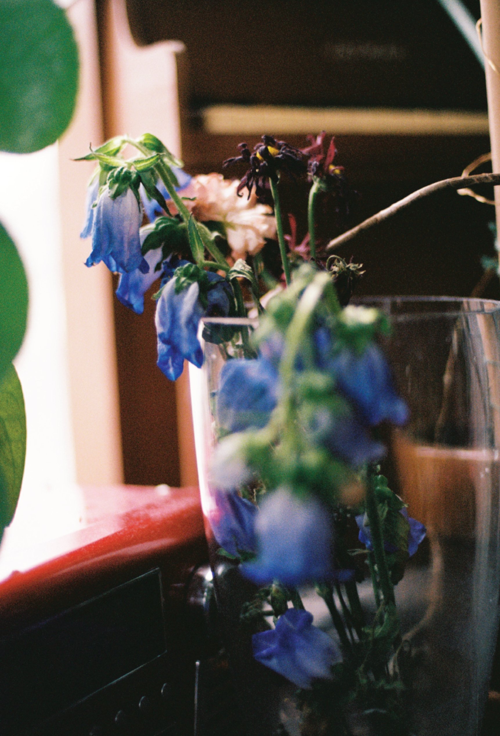 WiltingFlowers_edited.jpg