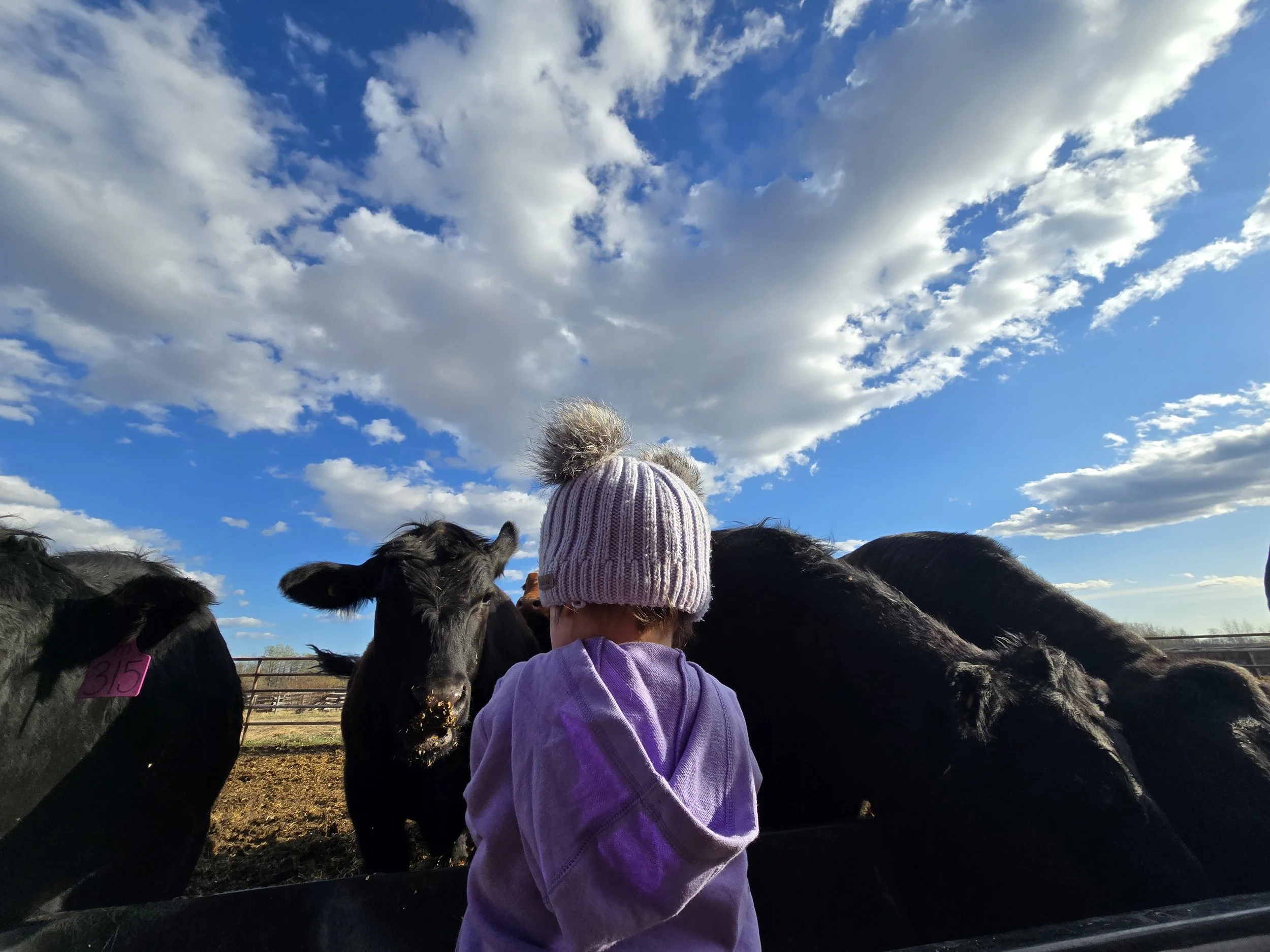 A young child wearing a lavender hoodie and a gray knit hat with pom-poms stands in front of a group of black cows on a farm under a partly cloudy blue sky.
