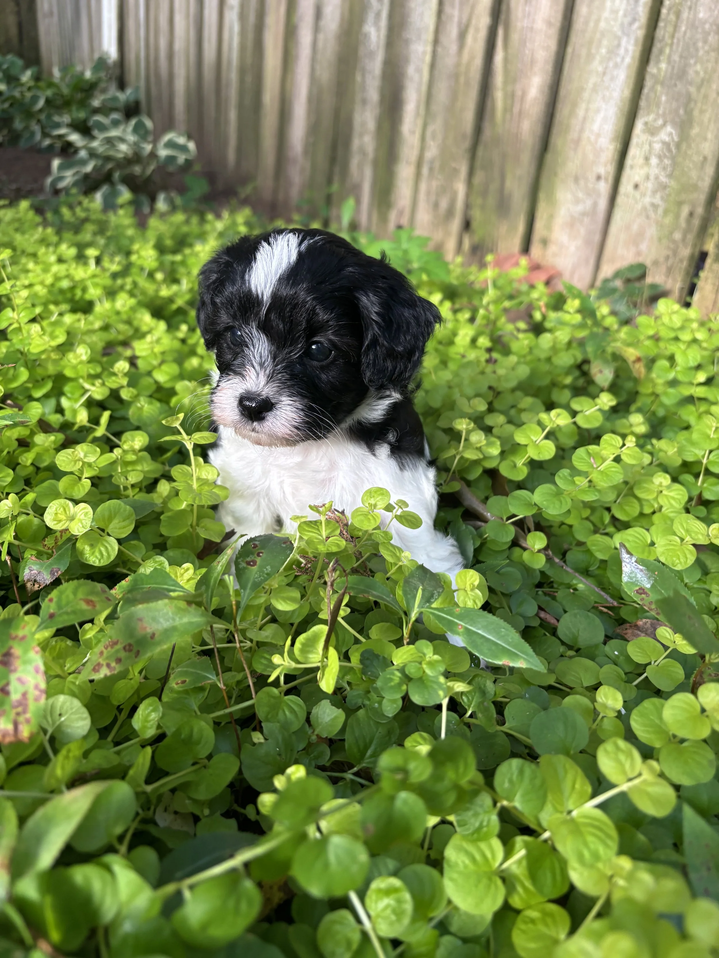 Archie