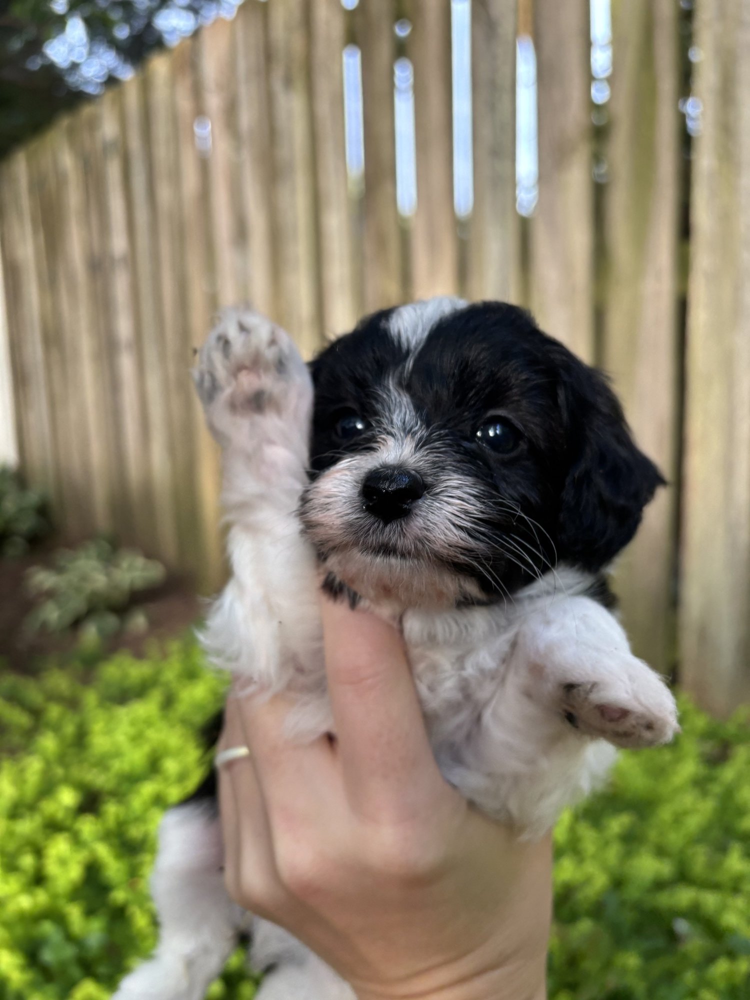 Toy Aussie Doodles