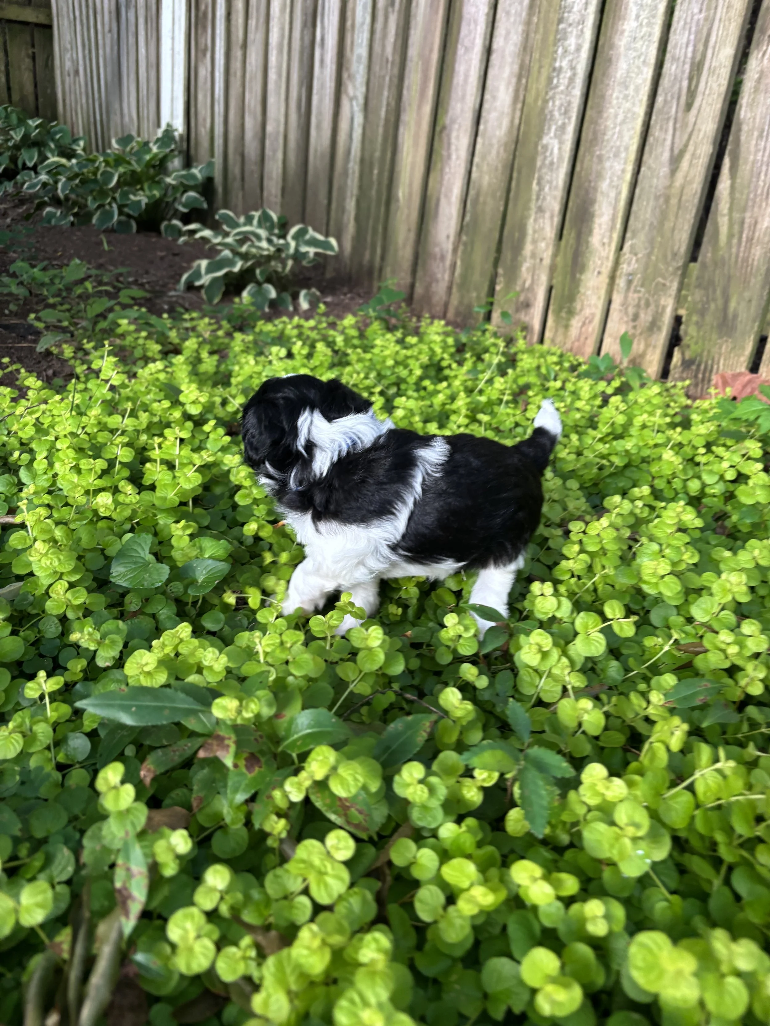 IMG_3685.jpeg