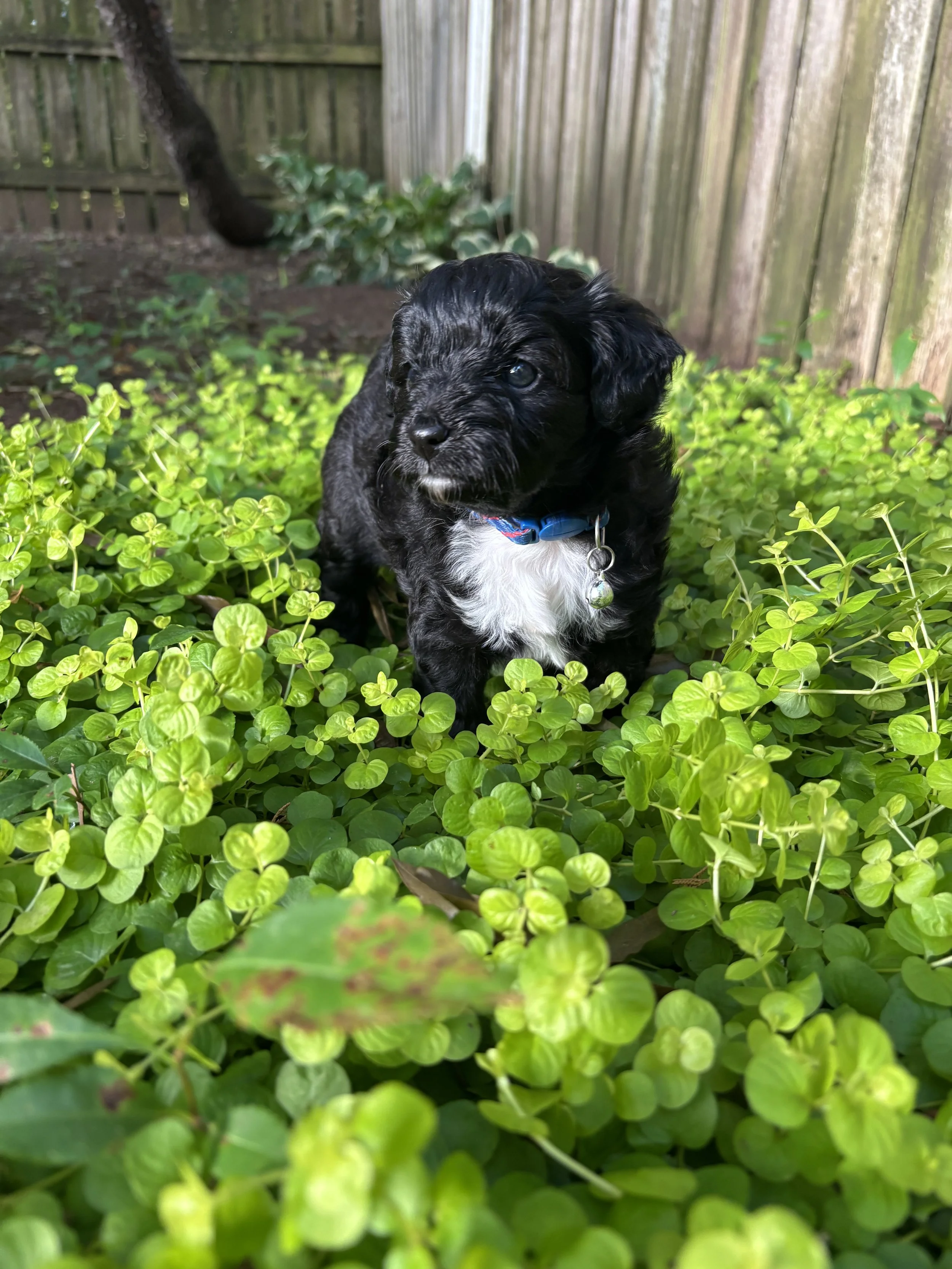 Scout