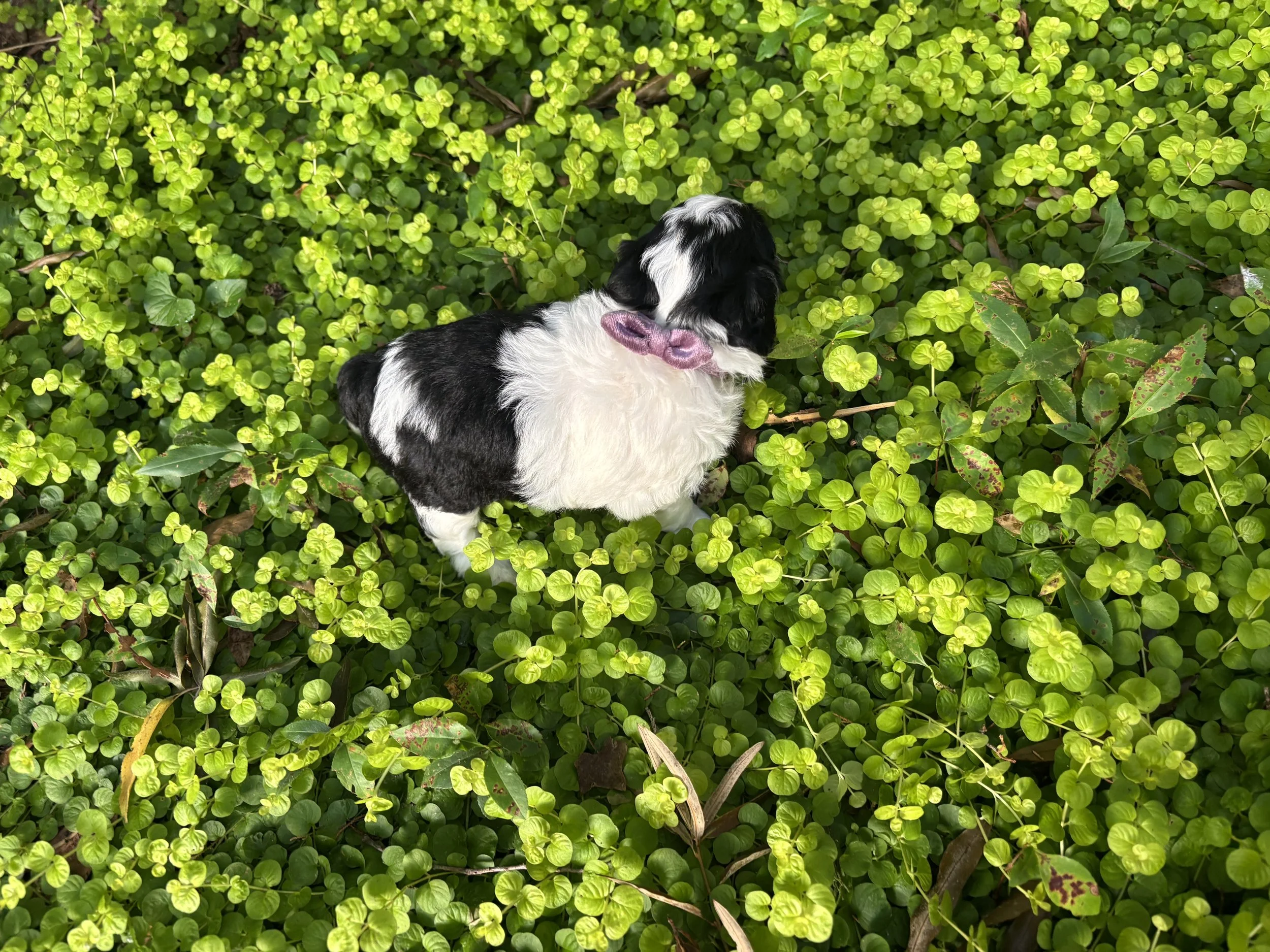 IMG_3665.jpeg