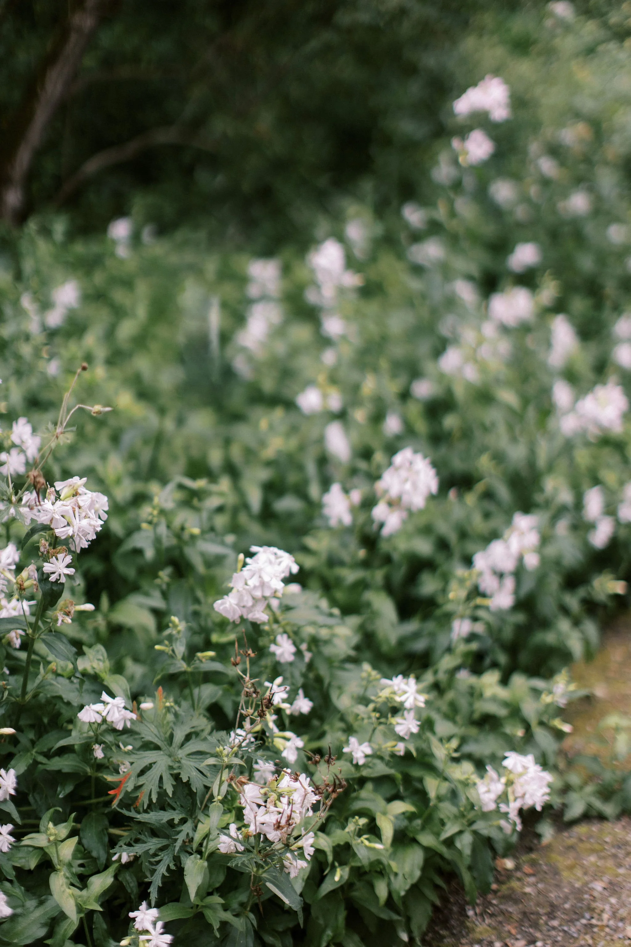 White flowers with green leaves growing along the side of a pathway in a garden or park.