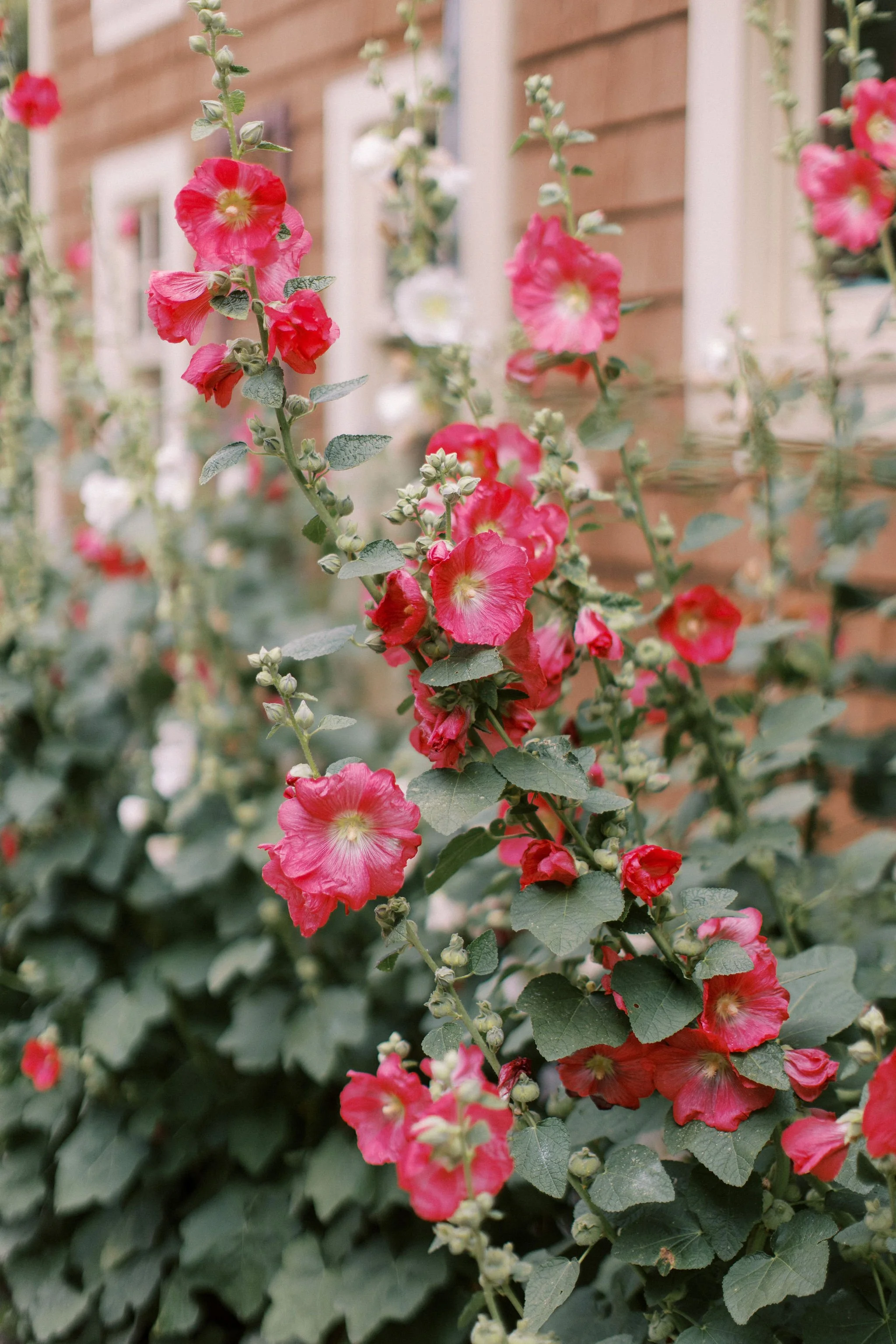 Pink and red flowering plants growing along a brick wall.