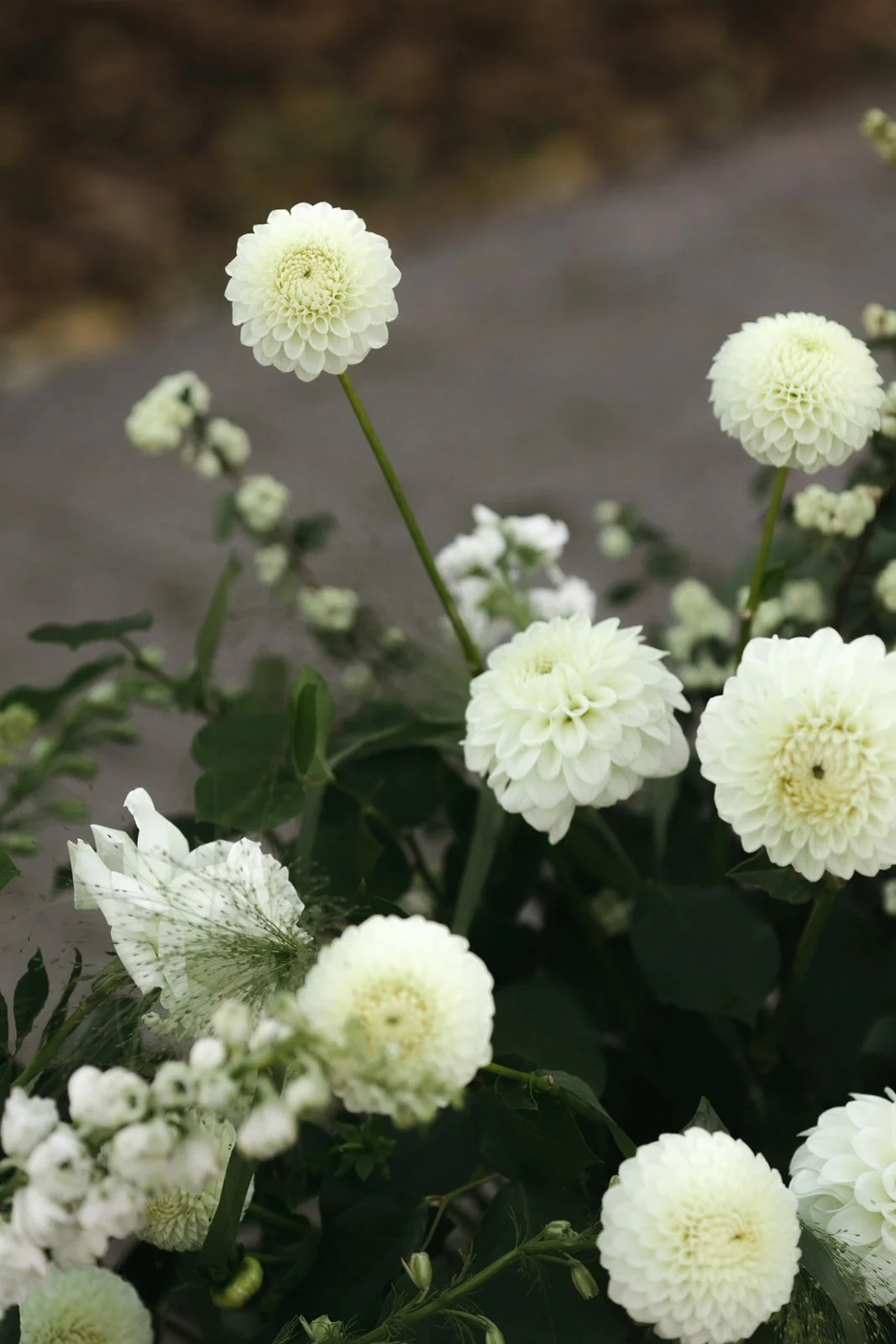 White round dahlias and other small white flowers with green leaves on a shrub, blurred pathway in the background.