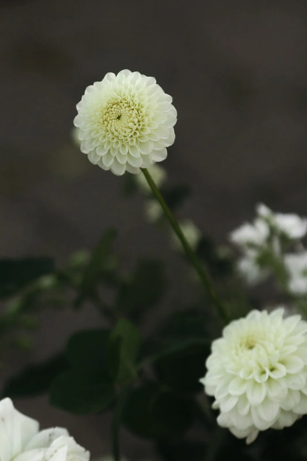 Close-up of a creamy white dahlia flower with intricate petal pattern against a dark blurred background.