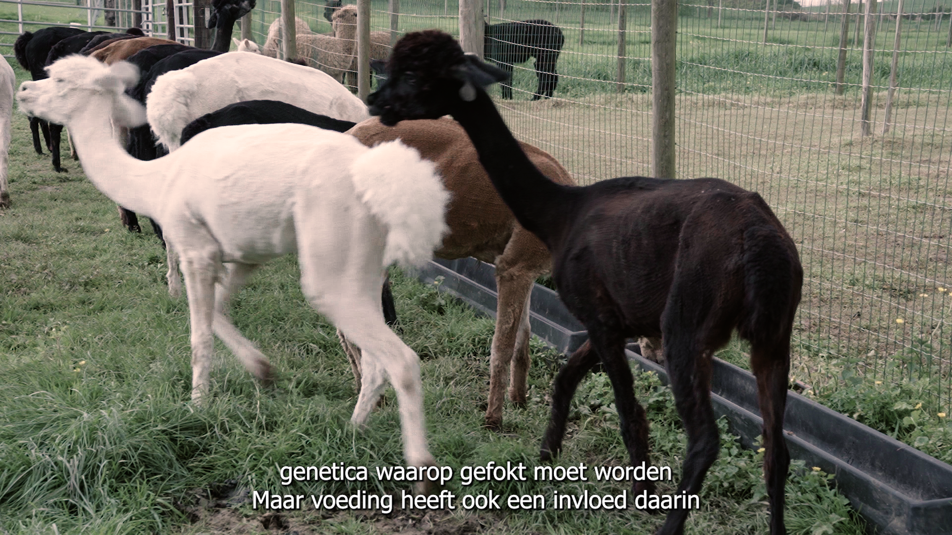 genetica.png